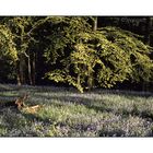 Bluebells, Woodfold, England