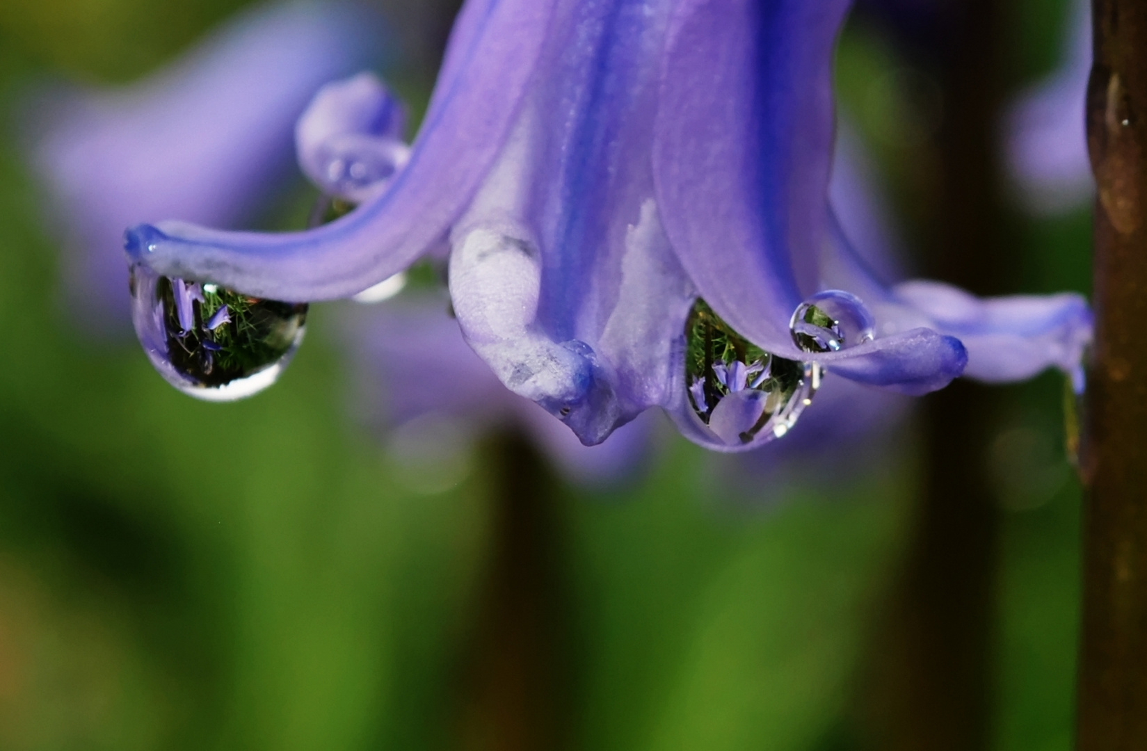 Bluebells World inside Raindrops