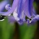 Bluebells World inside Raindrops