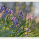 Bluebels in the morning light.