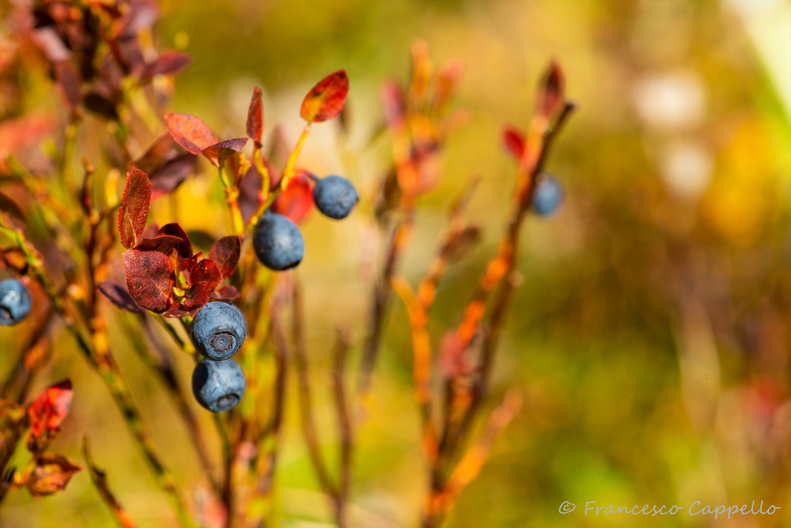 Blueberries