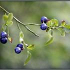 Blueberries