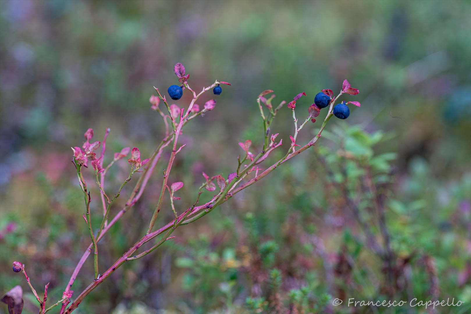 Blueberries