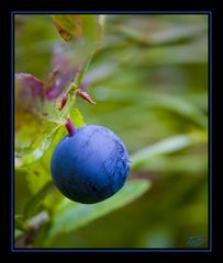 Blueberry