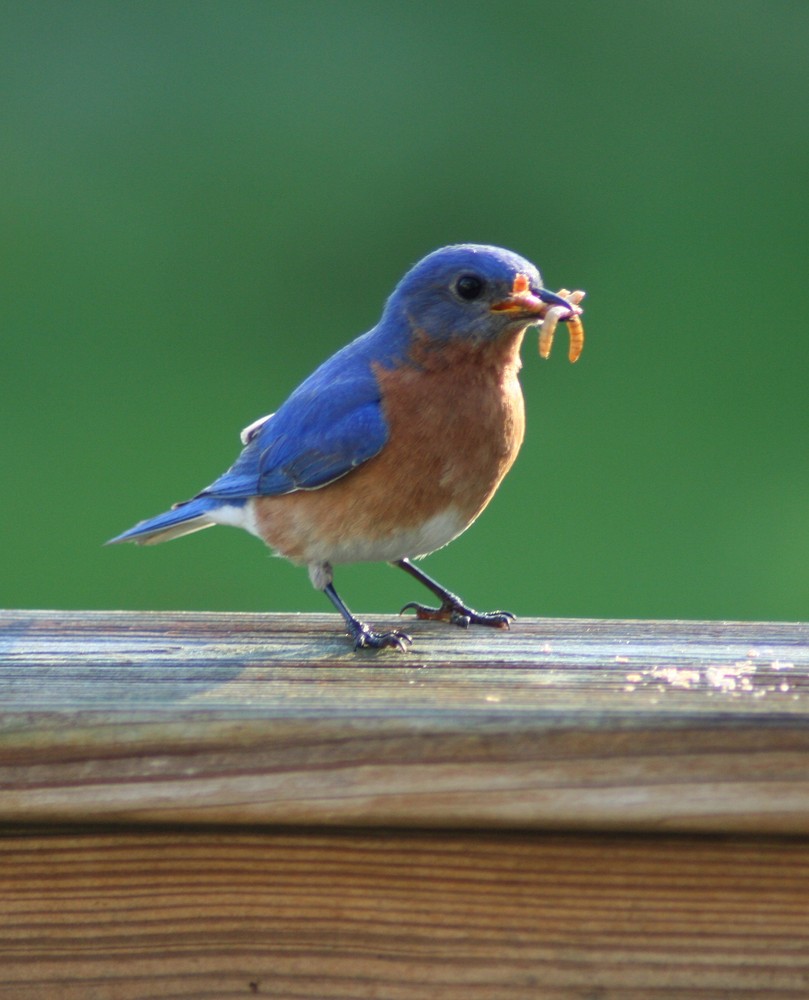 Bluebird 2