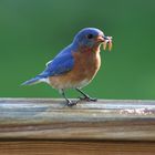 Bluebird 2