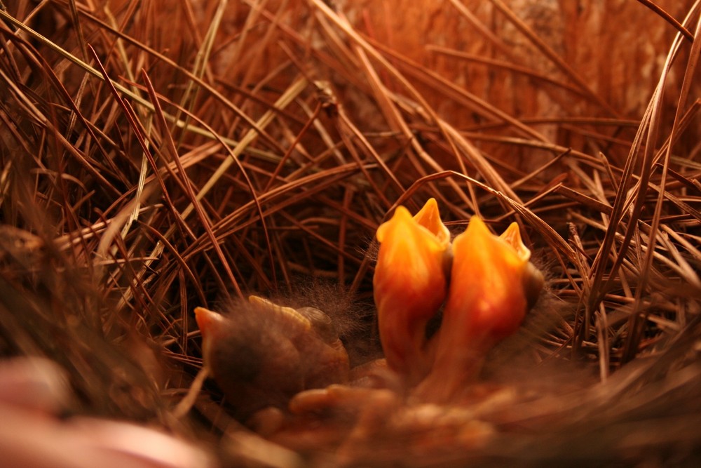 Bluebird babies