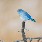 Bluebird