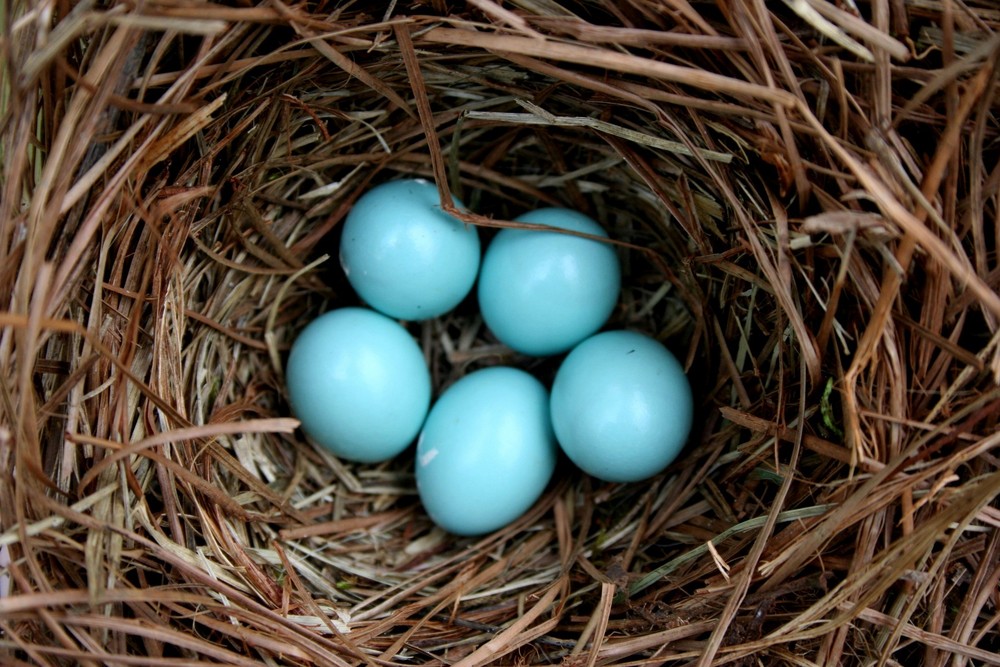 Bluebird eggs