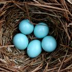 Bluebird eggs