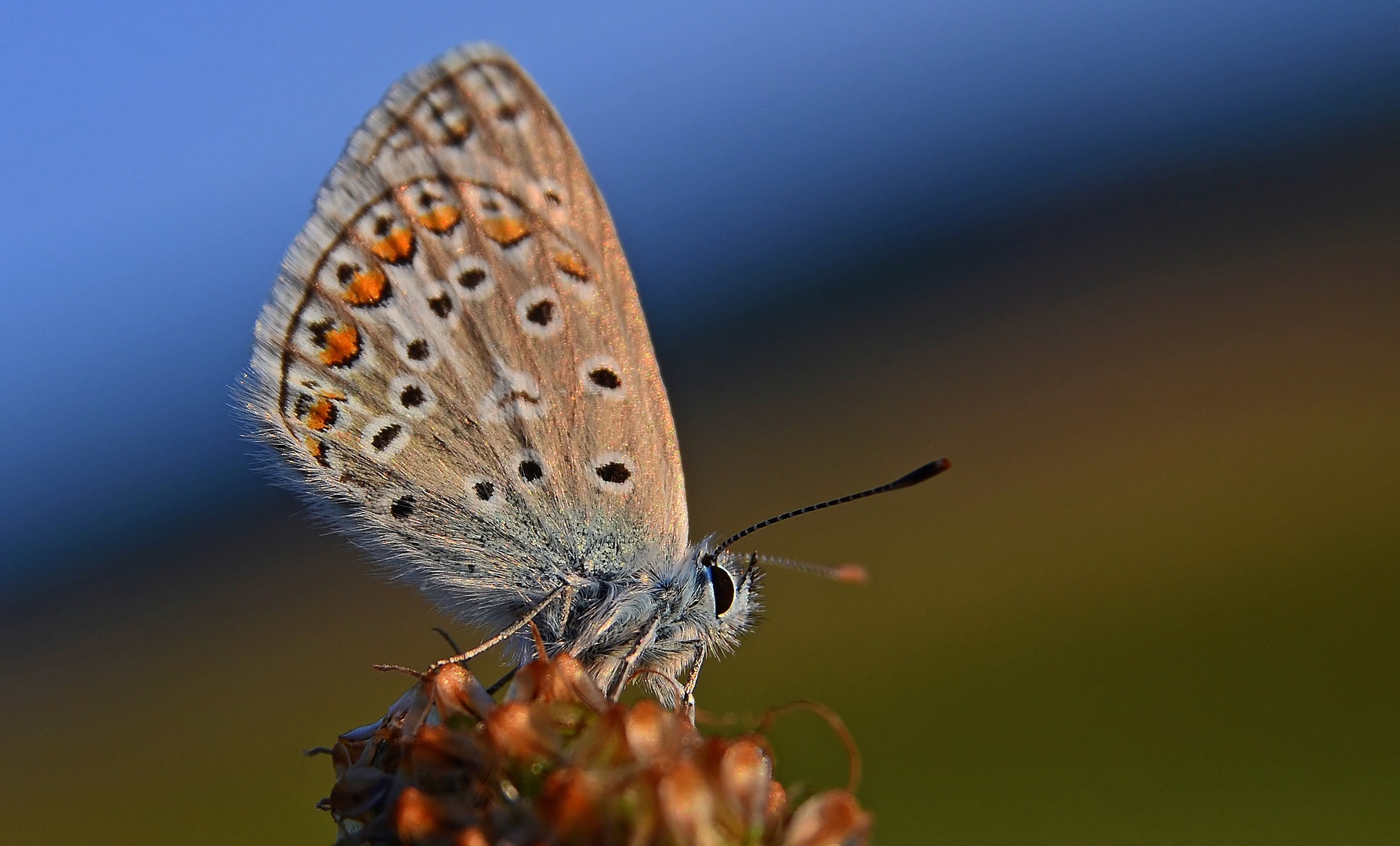 * Bluebird in the morning sun *