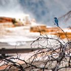 Bluebird singing in the dead of night