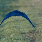 Bluebird_DSC04501