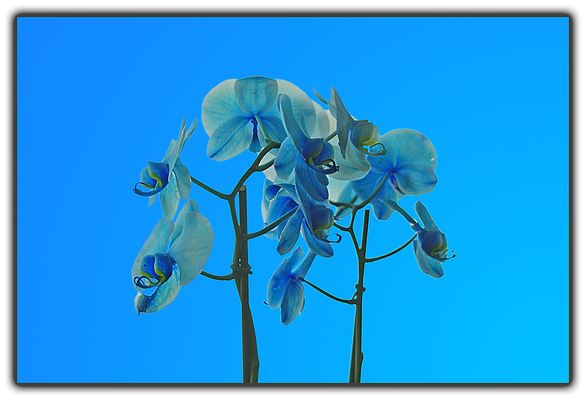 BlueBlood (Orchidee)