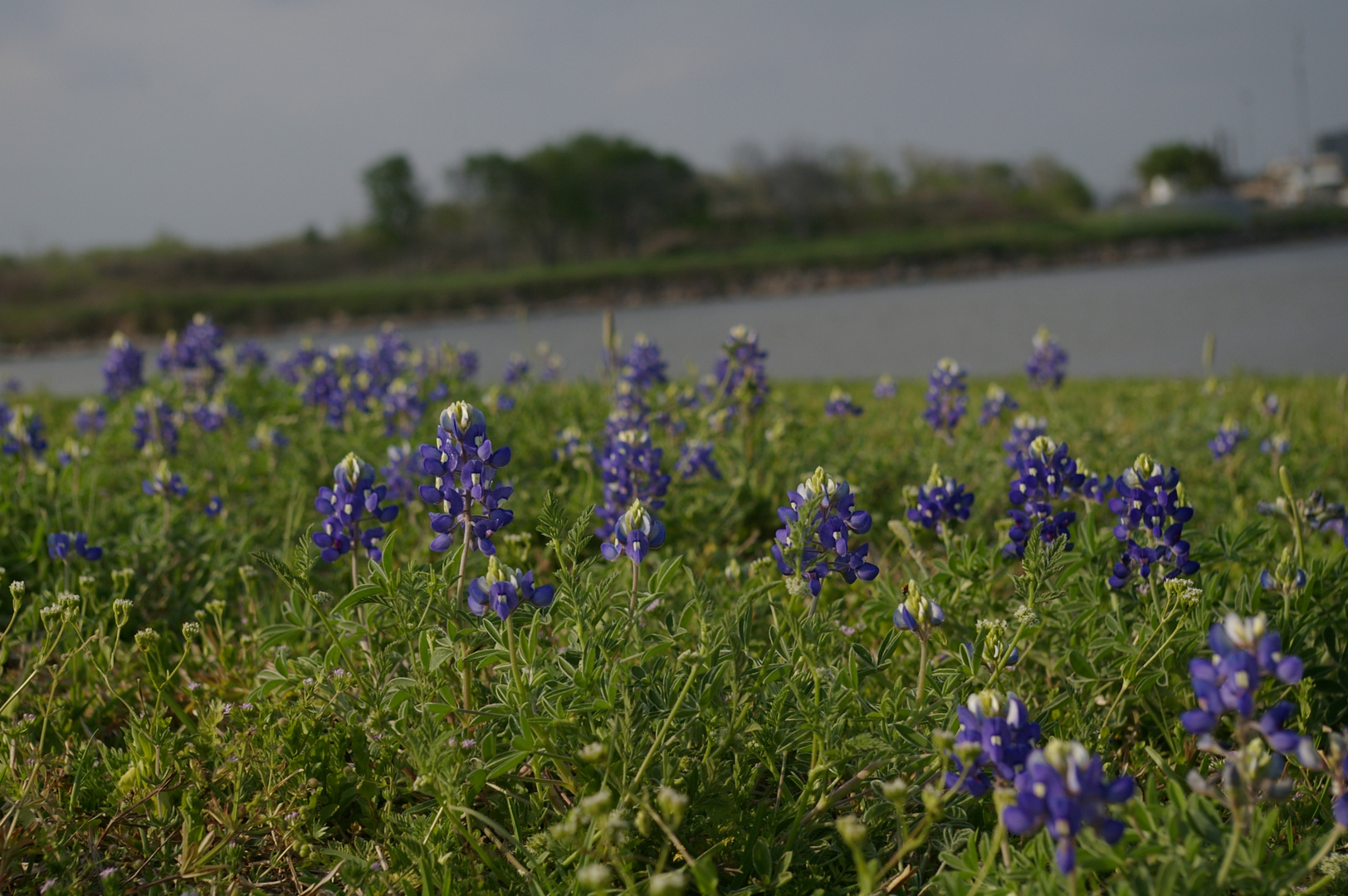 Bluebonnet