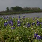 Bluebonnet