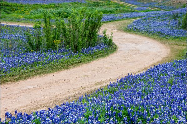 Bluebonnet-Inks Lake SP-Texas