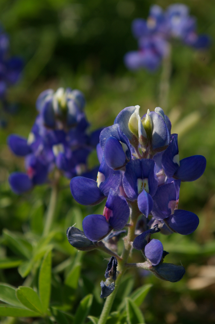 Bluebonnets