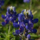 Bluebonnets