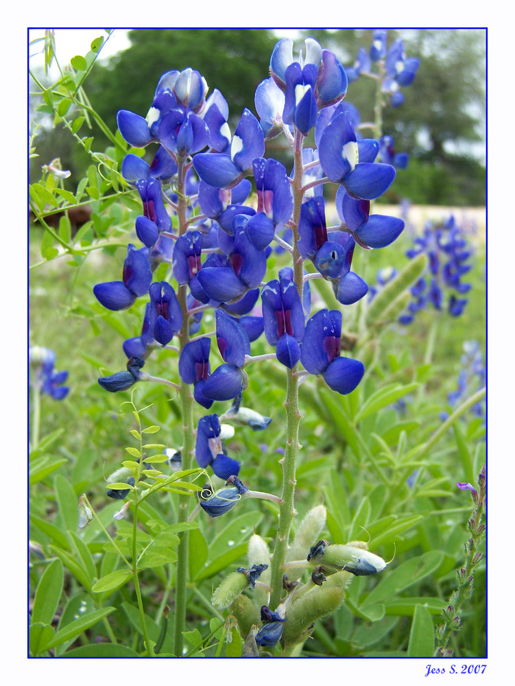 Bluebonnets