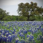 Bluebonnets