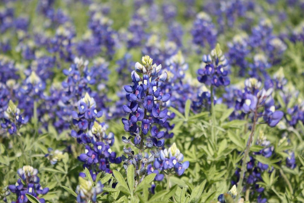 Bluebonnets