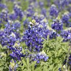 Bluebonnets