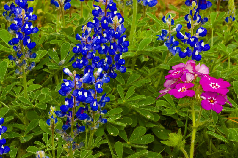 Bluebonnets and Phlox