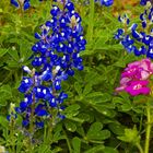 Bluebonnets and Phlox