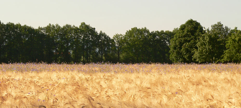 bluebottled agriculture