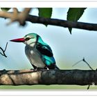 Bluebreastet Kingfisher