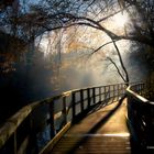 Blücke im Nebel