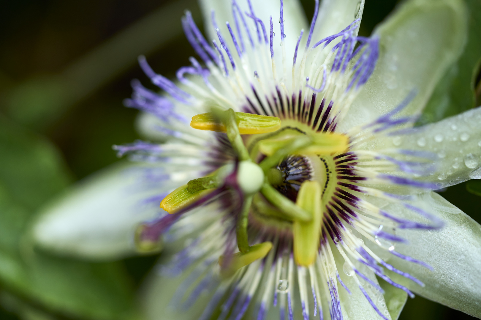 Bluecrown Passionflower