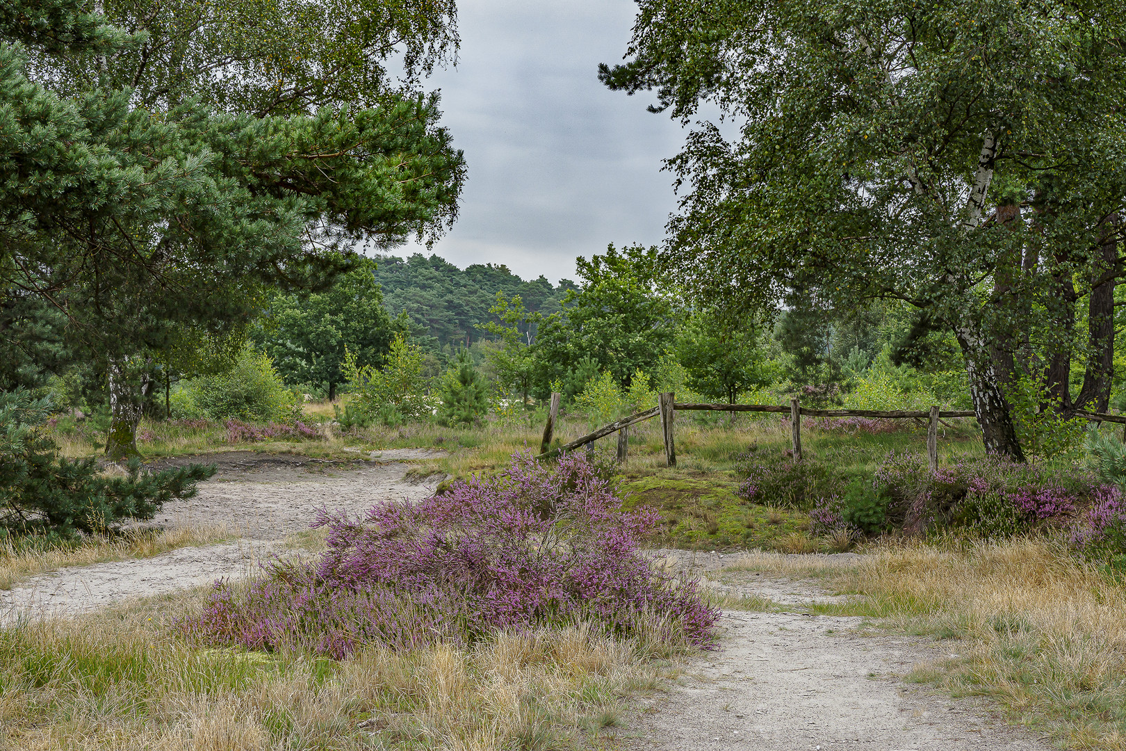 Blüende Heide auf der Brunssummerheide