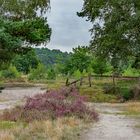 Blüende Heide auf der Brunssummerheide