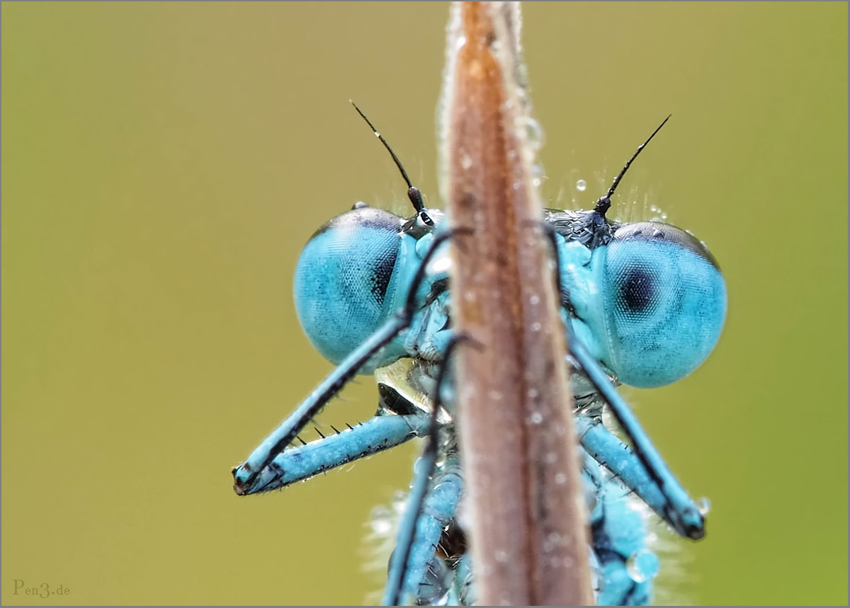 BlueEyes