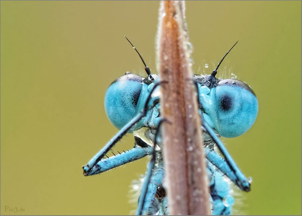 BlueEyes