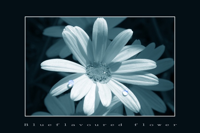 Blueflavoured flower