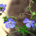 BlueFlower