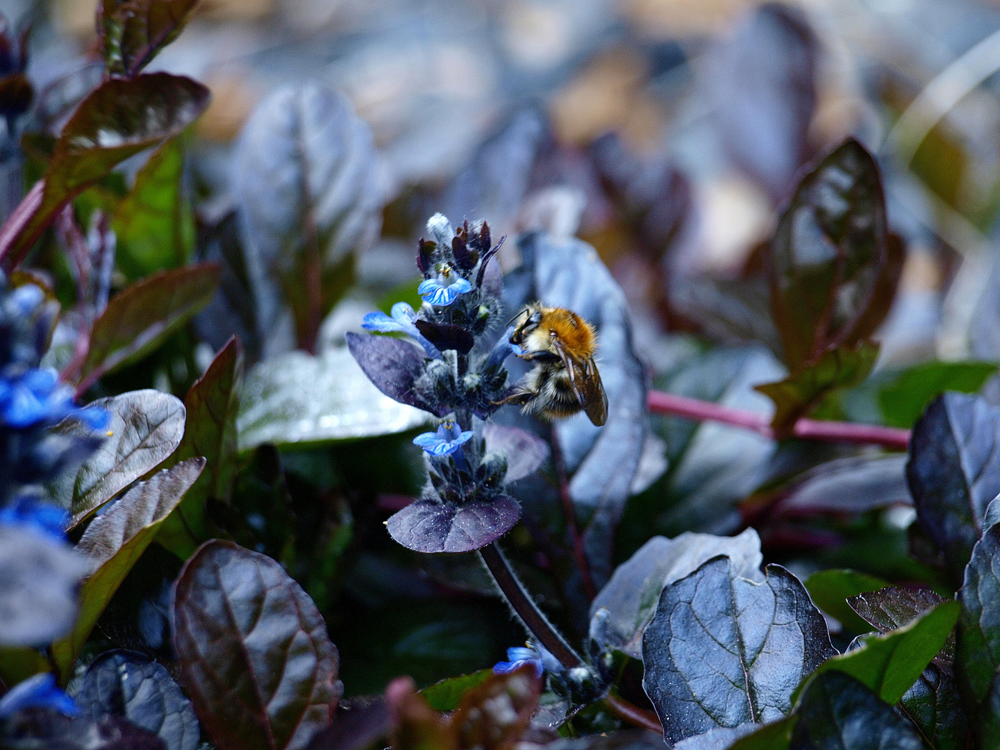 BlueFlowerFly