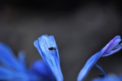 blue_fly