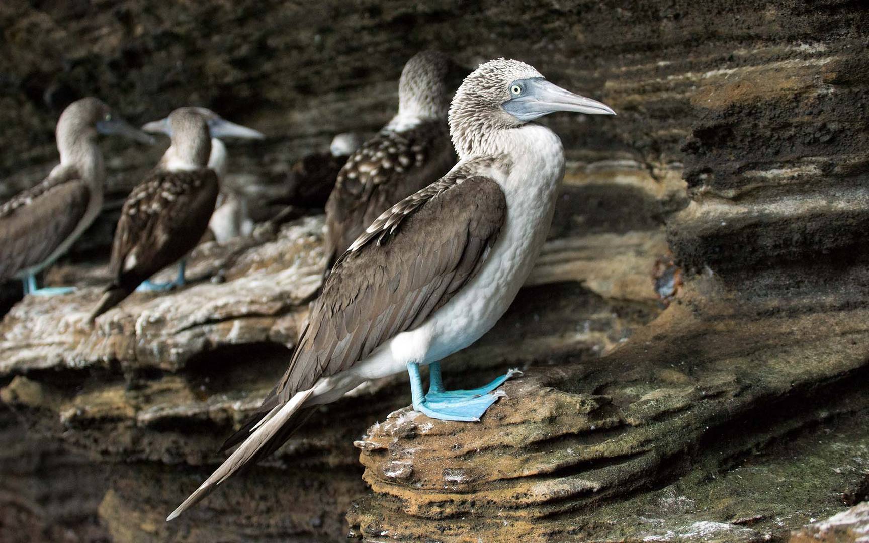 Blue_Footed_Boody_01_1920x1200