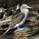 Blue_Footed_Boody_01_1920x1200