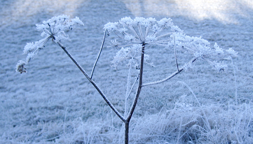 BlueFrosty