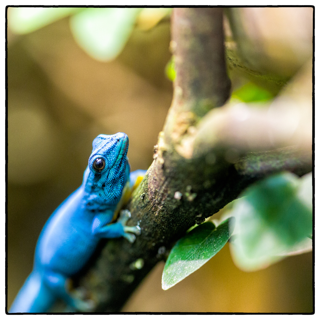 BlueGecko