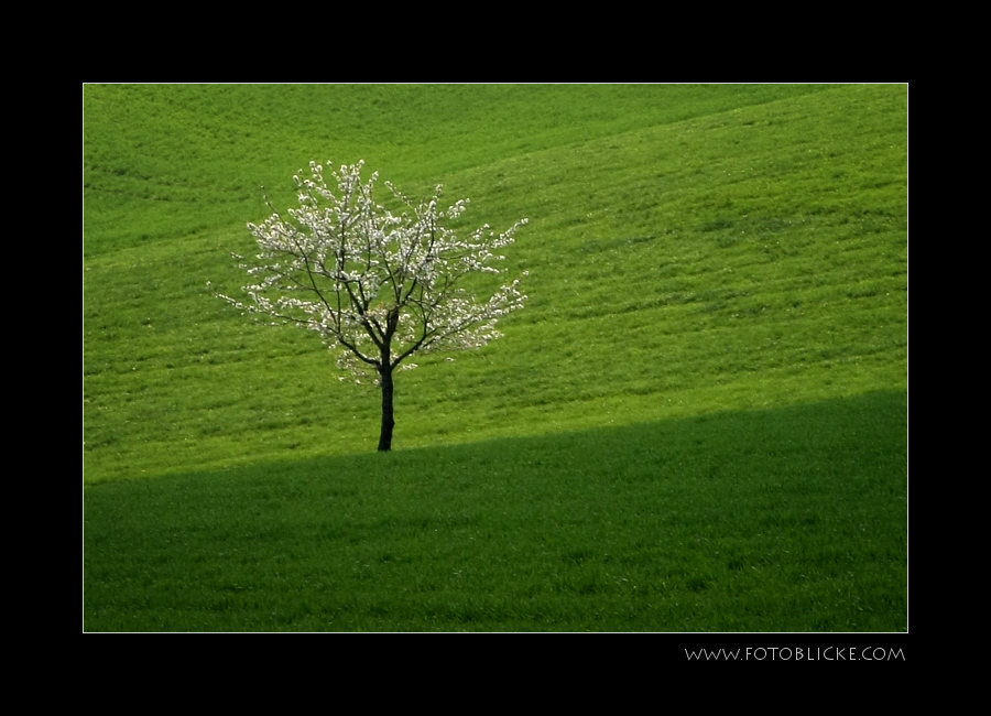 Blühbaum