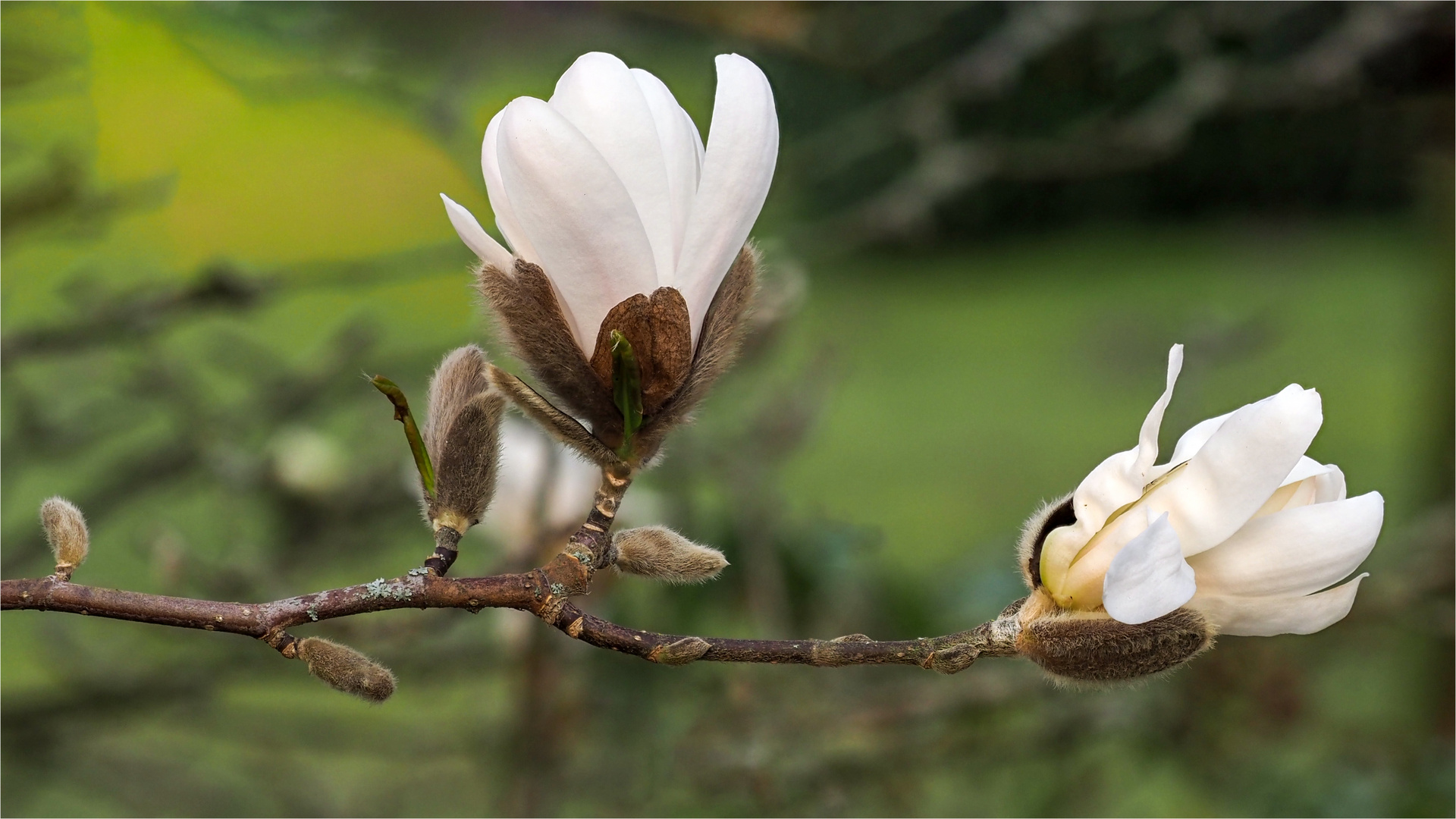 Blühbeginn der Sternmagnolie  ..... 