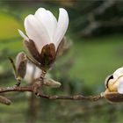 Blühbeginn der Sternmagnolie  ..... 