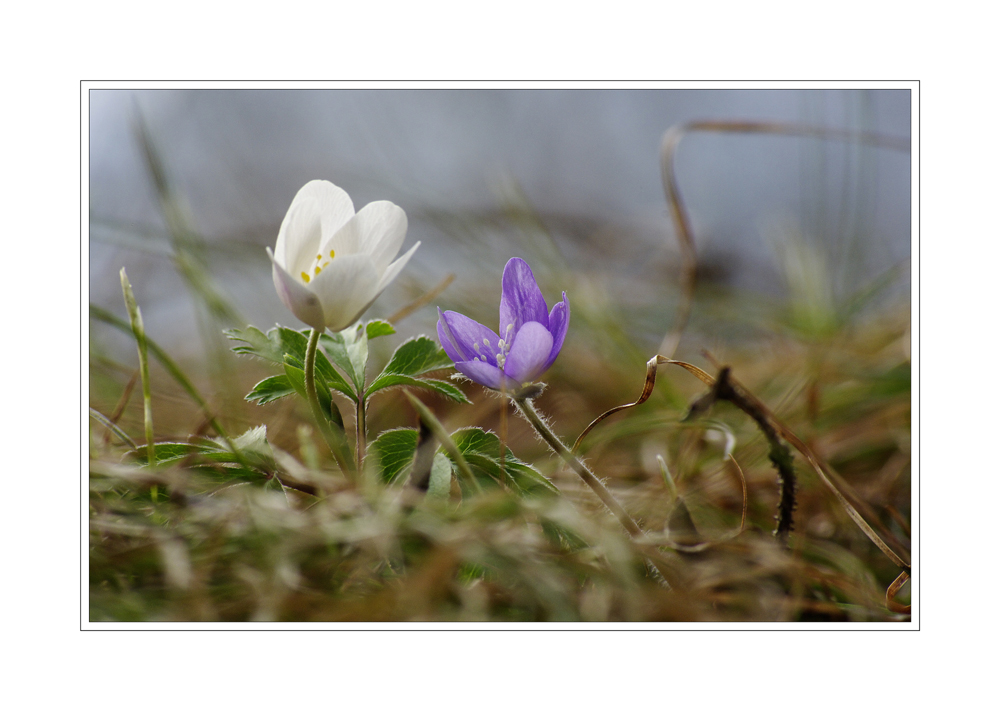 blühen am waldboden...