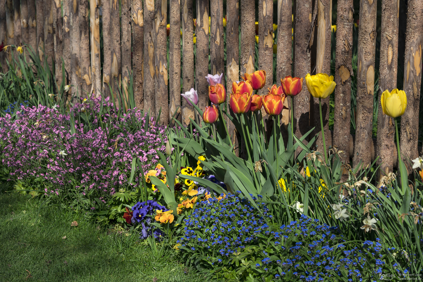 Blühen am Zaun Foto & Bild pflanzen, pilze & flechten, blüten